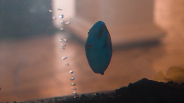Dory fish swimming in tank with other fish
