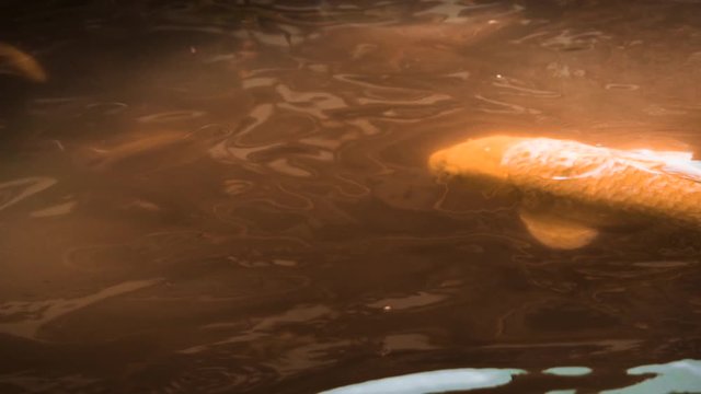 Koi fish in the water feeding on bread in Japan temple