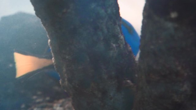 Dory fish swimming in tank with other fish