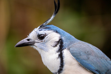 Portrait of a White-throated Magpie-Jay Calocitta formosa)
