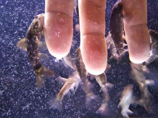 flock of doctor fish with fingers