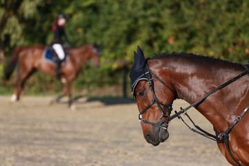 Horse, close-up, in the morning sun on the warm-up arena before the tournament..