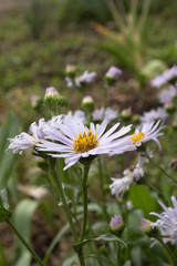 opened bud of a white flower on a green stem with a floral background in cloudy weather in the middle of the garden.