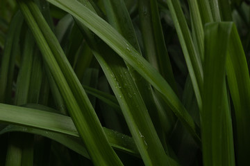 Obraz premium small droplets of water on the fresh green leaves of a flower bush after summer rain in the park.
