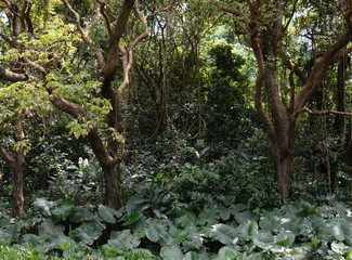 クワズイモが多く育つジャングル