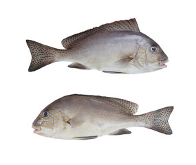 Freshness of PAINTED SWEETLIPS fish isolated on white background.