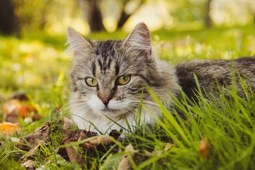 Beautiful cat lies on the grass with leaves. Pet. Cat for a walk