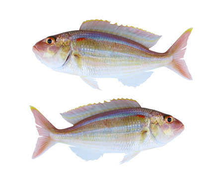 Freshness of ORNATE THREADFIN BREAM fish isolated on white background.