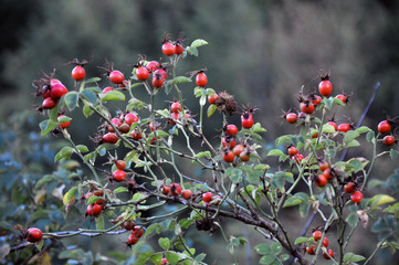 Branch of rose hips with ripe berries