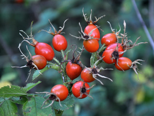 Branch of rose hips with ripe berries