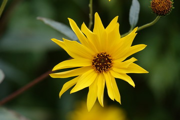 Arnica Flower