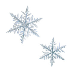 Two snowflakes isolated on white background. Macro photo of real snow crystals: large stellar dendrites with complex ornate shapes, fine hexagonal symmetry, elegant arms and glossy relief surface.