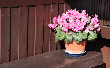 Fototapeta na wymiar Flowering begonia in clay pot on wooden bench