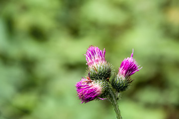 purple burdock buds on a background of green grass