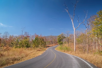Fototapeta premium view of long road around with dry trees on side way and blue sky background, forest changing color in Amphur Kalayaniwattana, Chiang Mai, Thailand.