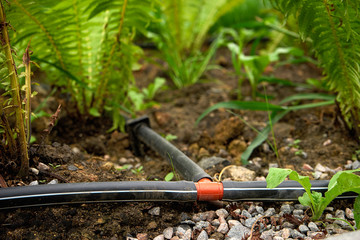 automatic watering system. many fern plants. caring for nature