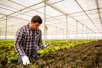 Man worker researches salad plants with tablet in hand