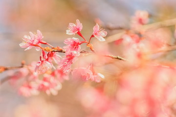 Soft focus pink flower Thai Sakura (Prunus Cerasoides) cherry blossom on branches with nature blurred background, Wat Chan Royal Project, Chiang Mai, Thailand.