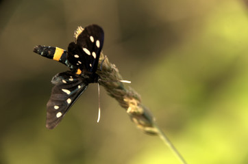 Amata phegea; 9-spotted Burnet Moth in Tuscany