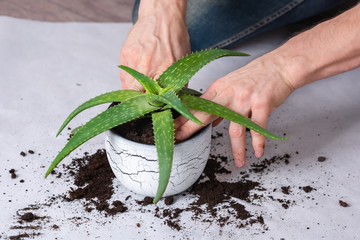 Male hands tramping down soil in a white pot with an aloe vera seedling. Transplanting home plants concept. Close-up