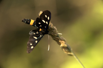 Amata phegea; 9-spotted Burnet Moth in Tuscany
