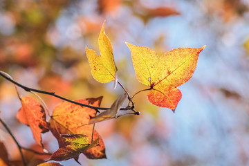 Soft focus colorful maple leaf blossom on branches with nature blurred background.