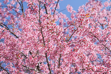 Wild Himalayan Cherry flowers or Sakura across blue sky can use as background