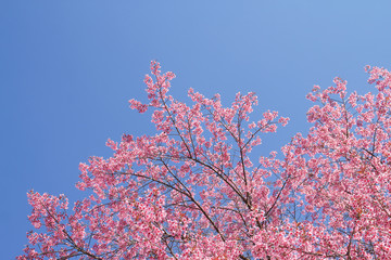Wild Himalayan Cherry flowers or Sakura across blue sky can use as background