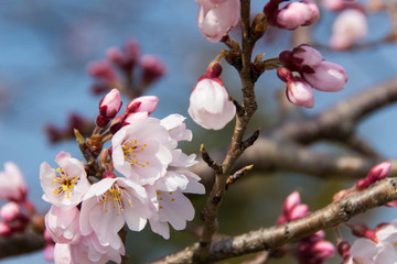 木曽川堤の桜／愛知県一宮市