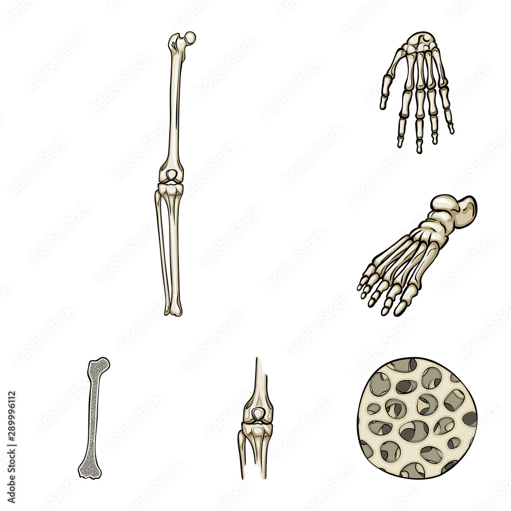 Wall mural Isolated object of bone and skeleton icon. Set of bone and human vector icon for stock.