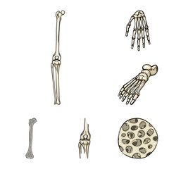 Isolated object of bone and skeleton icon. Set of bone and human vector icon for stock.