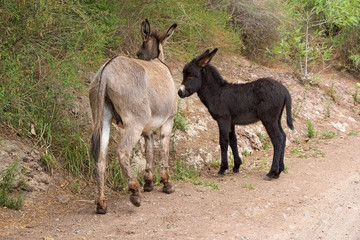 Naklejka na ściany i meble Donkeys along the path to Bralito Lagoon in Calchaqui Valley, Argentina