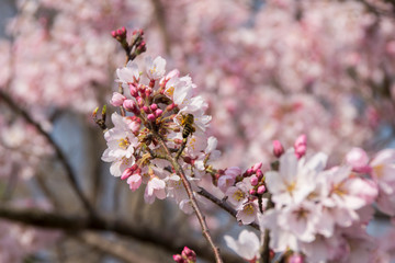 木曽川堤の桜／愛知県一宮市