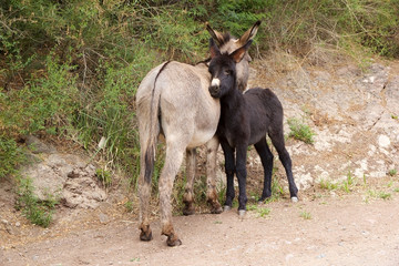 Donkeys along the path to Bralito Lagoon in Calchaqui Valley, Argentina