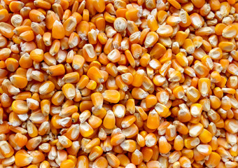 close up of corn seeds can be use as background