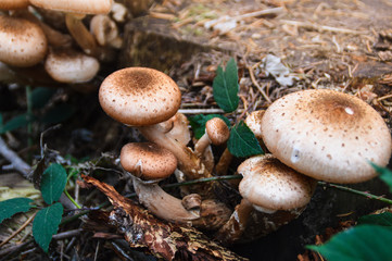 Close up of mushrooms growing in the forest floor during Autumn season