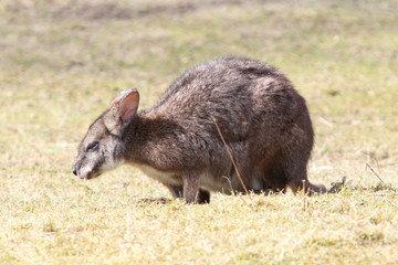 Naklejka na ściany i meble Parma wallaby (Macropus parma)