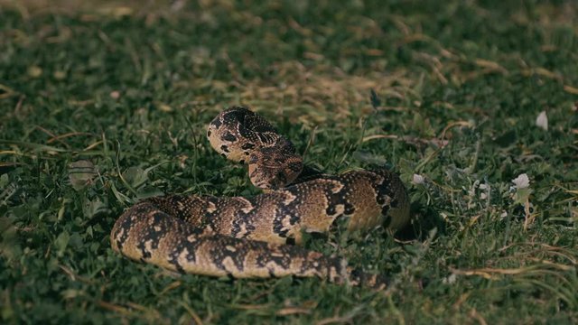 Puff Adder, ready to strike, lying in a coastal foot path in Hermanus