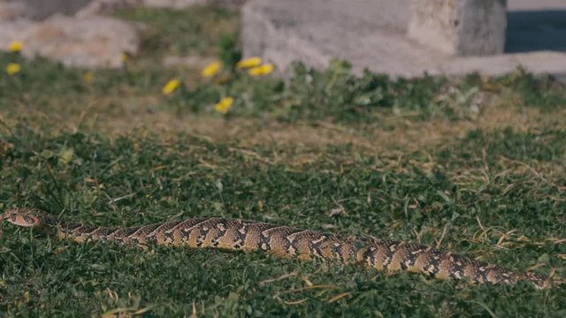 Puff Adder slithering in the grass in Hermanus, South Africa. The side angle that allows you to clearly see the pattern on the side of the snake