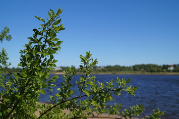 tree on the beach