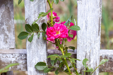 pink flowers against a wooden fence stained with white paint garden landscape design