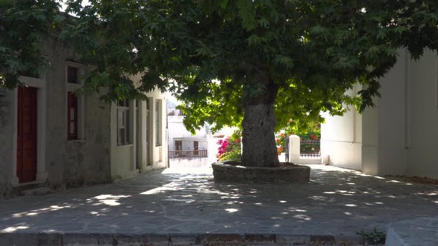 Static view of single, backlit tree in typical greek square during mid-day