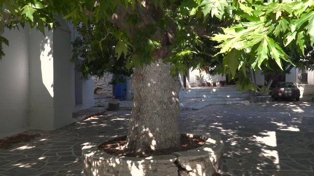 Push in through leaves to single tree standing in the middle of typical greek square with white houses and blue doors