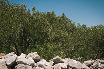 Few days of rest in Zecevo on a roadtrip to Croatia, pine trees, olive orchards and summer heat