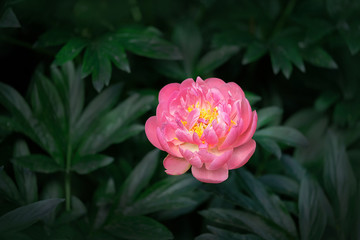 Deep pink peony flower on green-black foliage background. Moody floral dark background. creative natural mystical backdrop. Negative space. soft selective focus. 