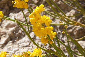 Flowers in Calchaqui Valley along the Argentina Wine Route, Argentina