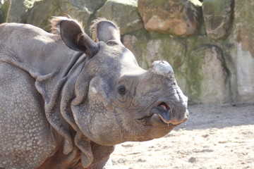 Indian rhinoceros   (Rhinoceros unicornis)