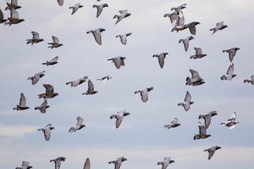 flock of homing pigeon flying against cloud blue sky