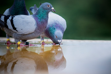 two homing pigeon brid drinking water on roof floor © stockphoto mania