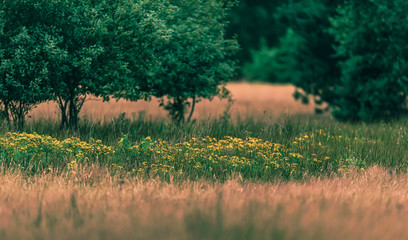 Field with flowers and trees in summer.